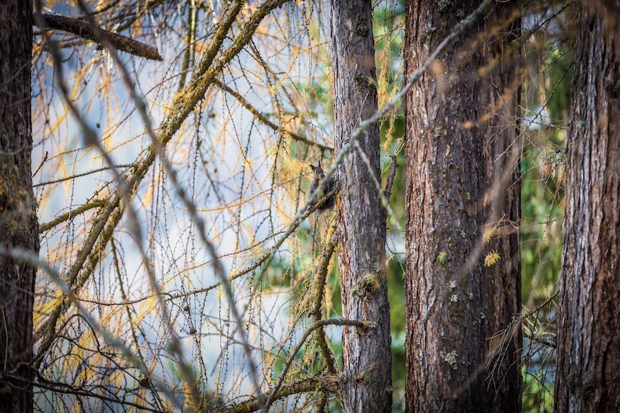 Squirrels in Zermatt