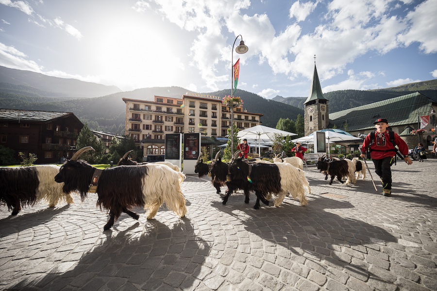 Ziegen Zermatt
